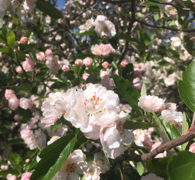 Blossom tree in BAthurst