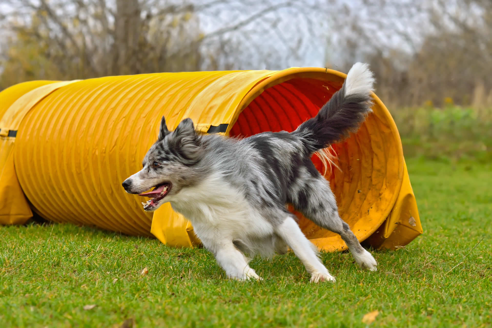 Canine Bowen Therapy