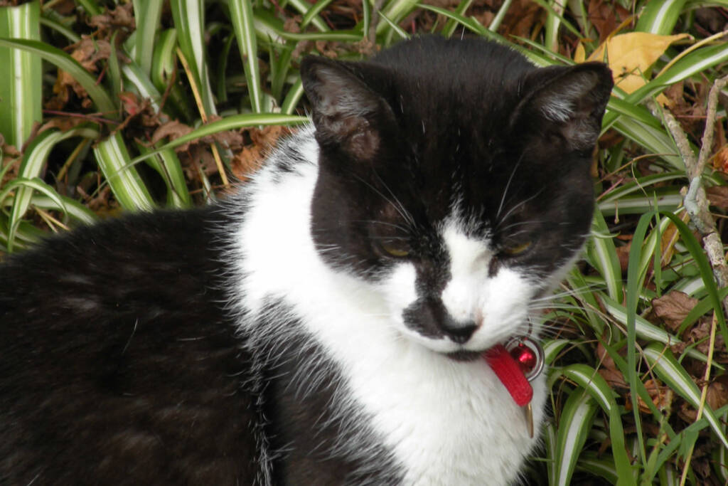 Bowen therapy helping the older cat