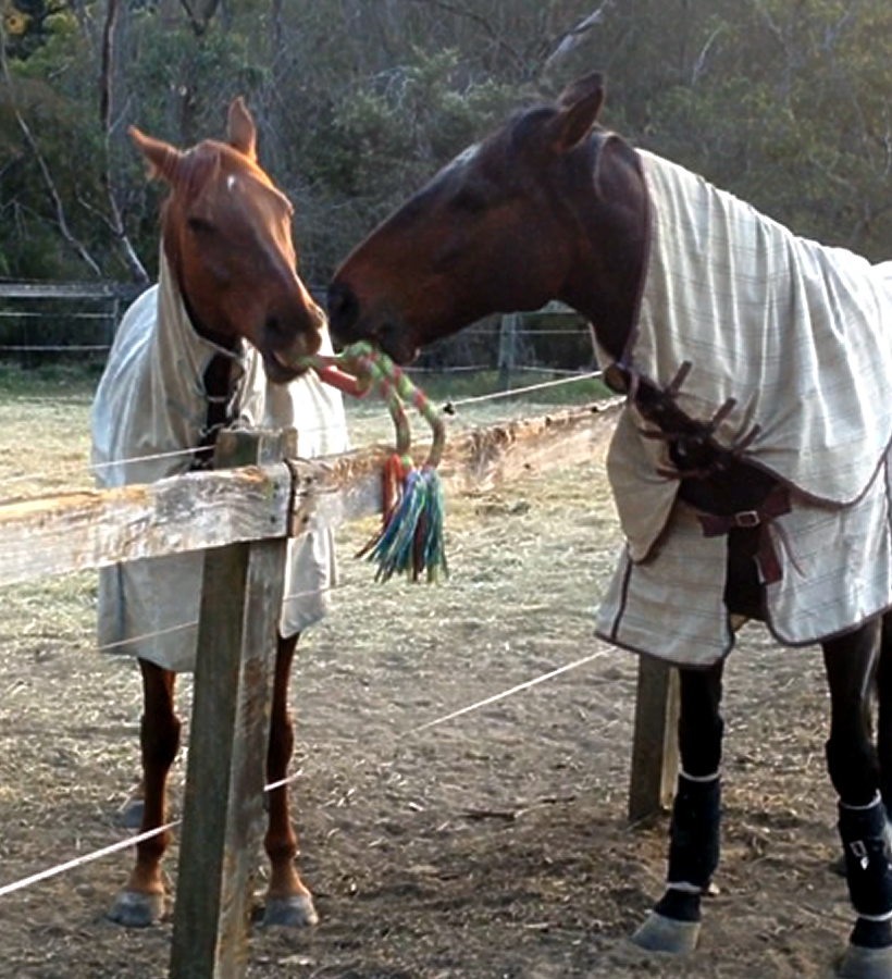 Bowen therapy for horses in Bathurst
