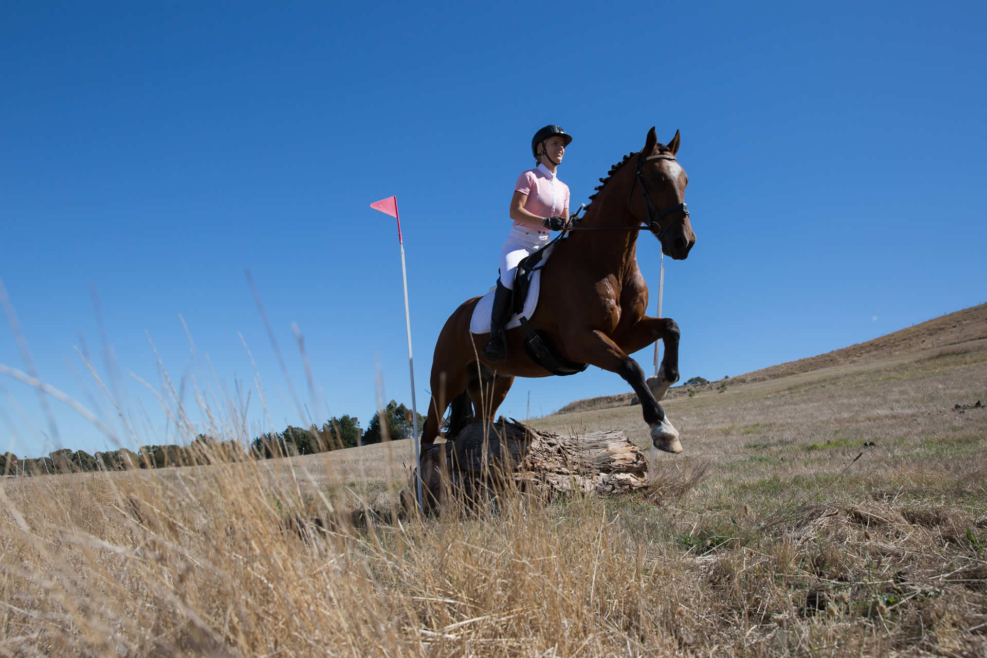Equine Bowen Therapy