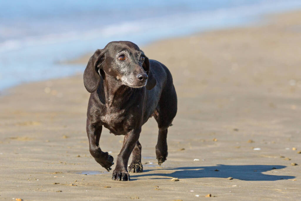 Bowen therapy for old dogs with arthritis