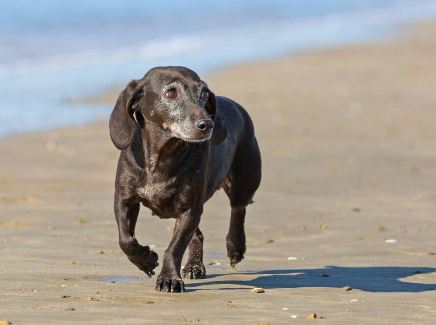 Bowen therapy for old dogs with arthritis