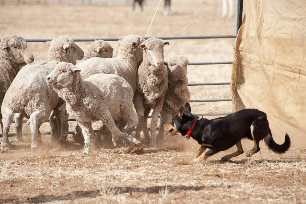 Keeping working dogs healthy with Bowen Therapy